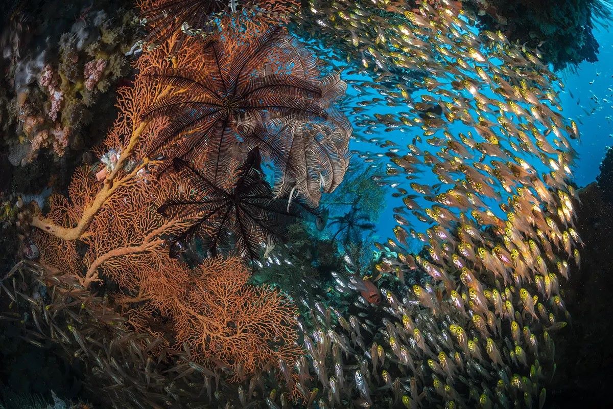 Immagine di pesci che nuotano nell'Oceano