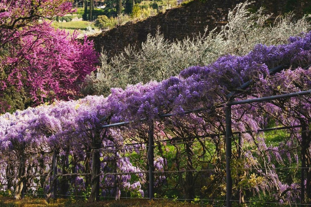 immagine del pergolato di glicine